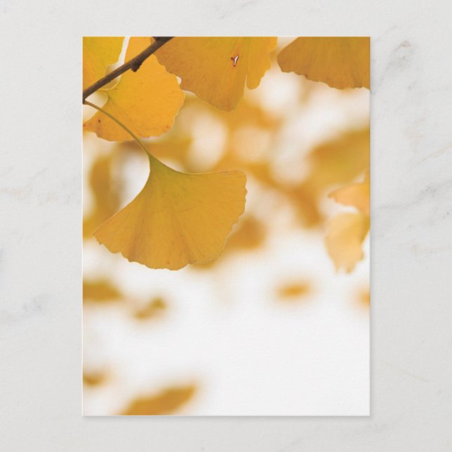 Carte Postale Ginkgo (Devant)
