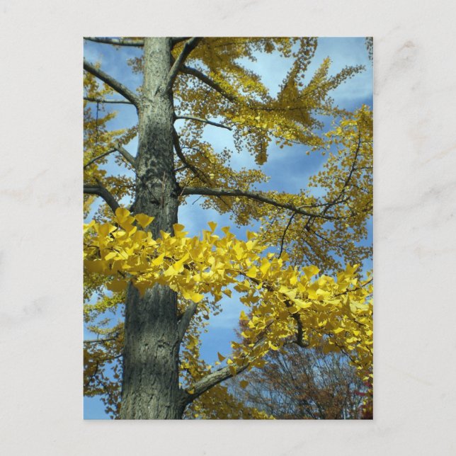 Carte Postale Ginkgo en chute (Devant)