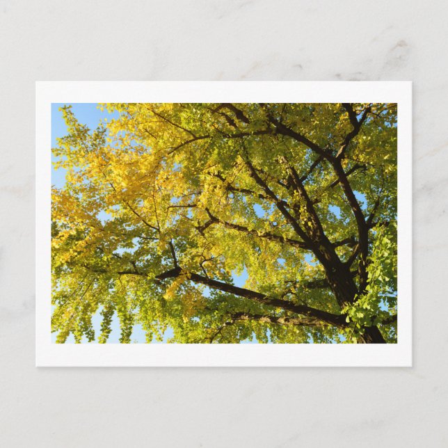 Carte Postale Ginkgo Tree : Japon (Devant)