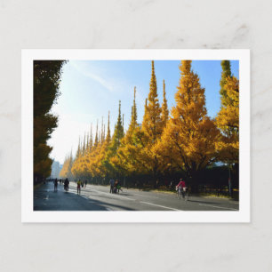 Carte Postale Ginkgo Trees, Icho Namiki Avenue : Tokyo