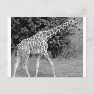 Carte Postale girafe