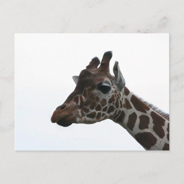 Carte postale: Girafe (Devant)