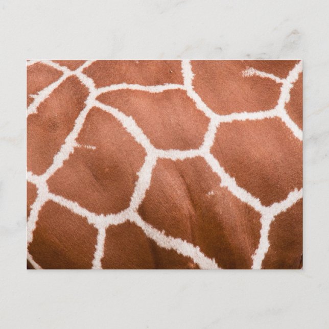 Carte Postale Girafe (Devant)