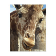 girafe