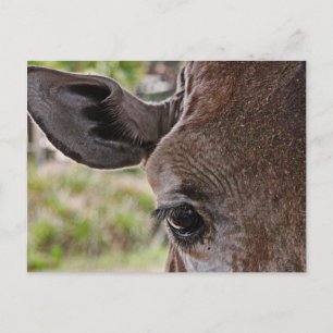 Carte Postale Girafe