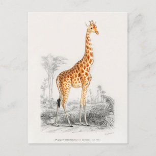 Carte Postale Girafe Antique Impression d'Histoire Naturelle Orb