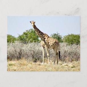 Carte Postale girafe d'etosha