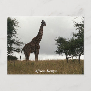 Carte Postale girafe du Kenya à l'état sauvage