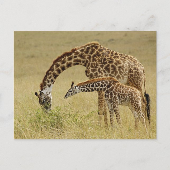 Carte Postale Girafe maasaï mère et bébé, Giraffa (Devant)