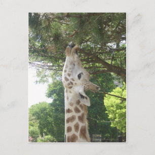Carte Postale Girafe mangeant la feuille