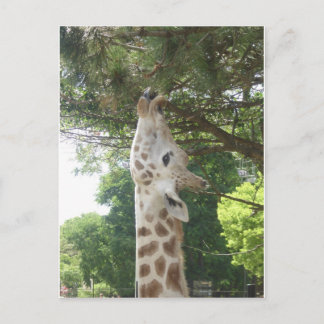 Carte Postale Girafe mangeant la feuille
