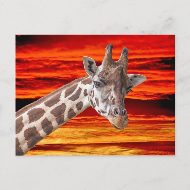 Carte Postale Girafe Portrait animal contre un ciel couché de so (Devant)