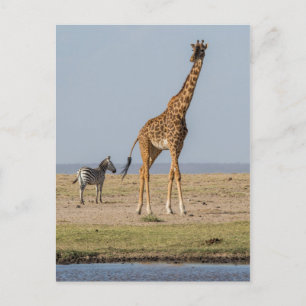 Carte Postale Girafe près d'un point d'eau
