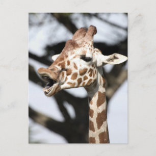 Carte Postale Girafe réticulée au visage drôle, San Francisco