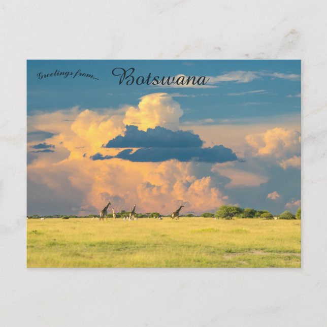 Carte Postale Girafes au coucher du soleil au Botswana (Devant)