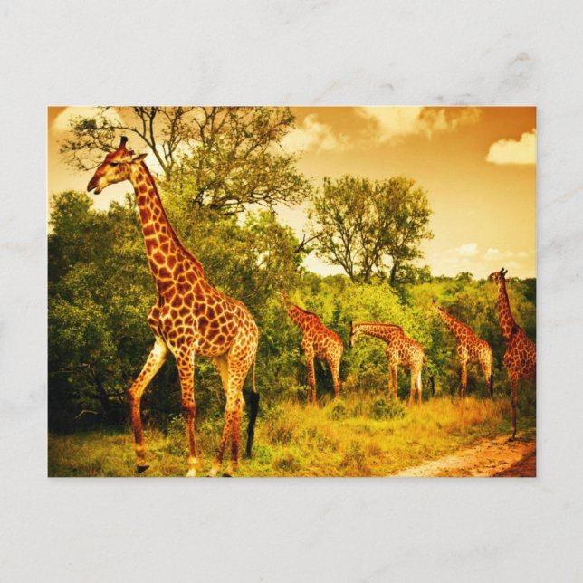 Carte Postale girafes sud-africaines (Devant)