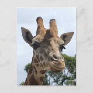 Carte postale Giraffe