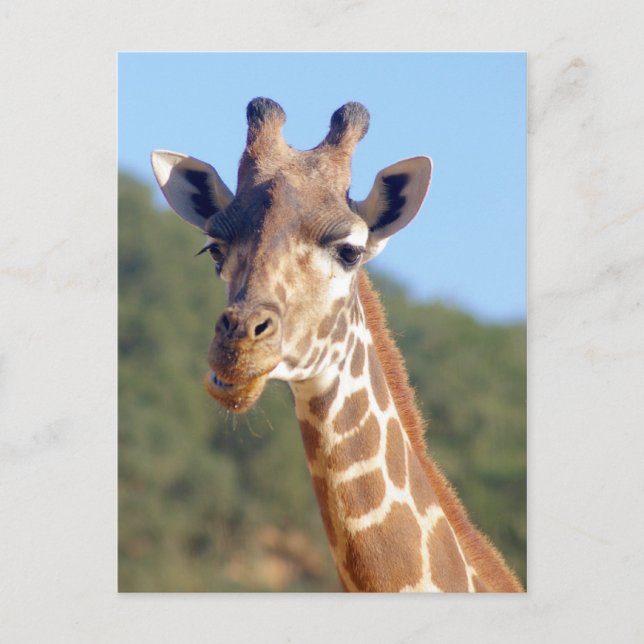 Carte postale Giraffe (Devant)