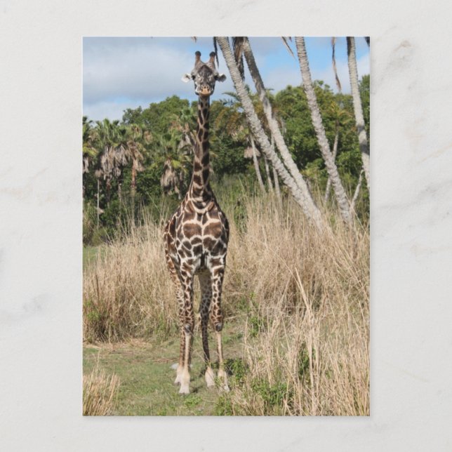 Carte postale Giraffe (Devant)