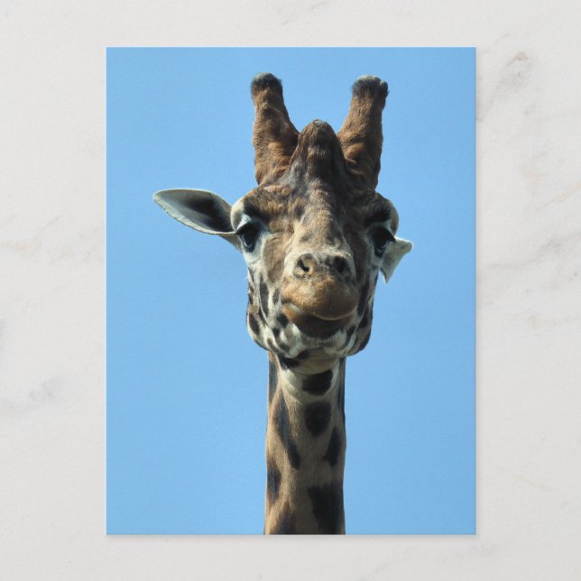 CARTE POSTALE GIRAFFE (Devant)