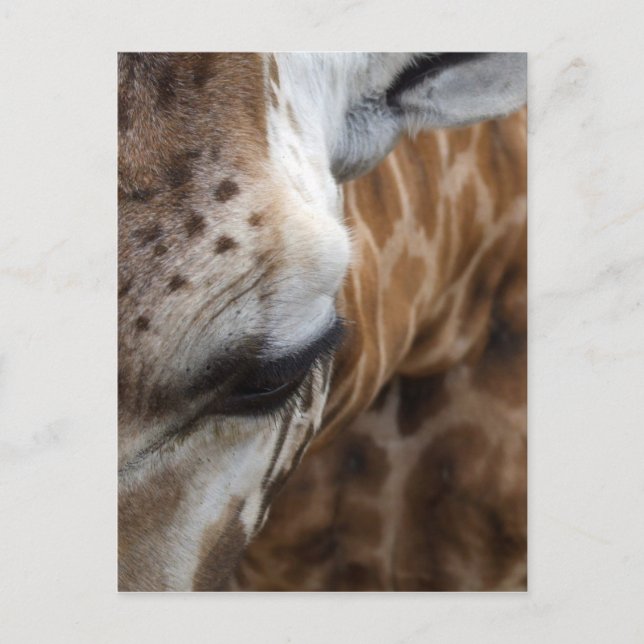 Carte postale Giraffe (Devant)