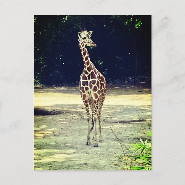 Carte postale Giraffe (Devant)