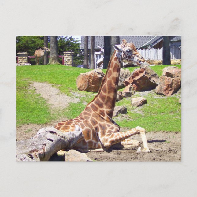 Carte postale Giraffe #3 (Devant)