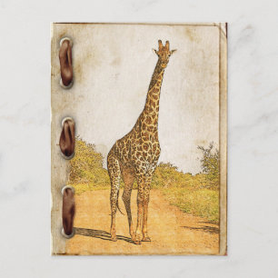 Carte Postale Giraffe, Afrique du Sud