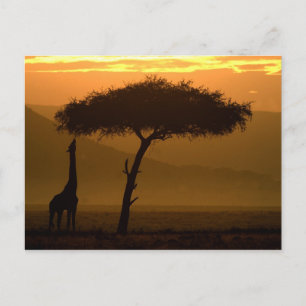 Carte Postale Giraffe au lever du soleil