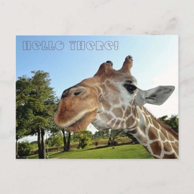 Carte postale Giraffe / Bonjour là ! (Devant)