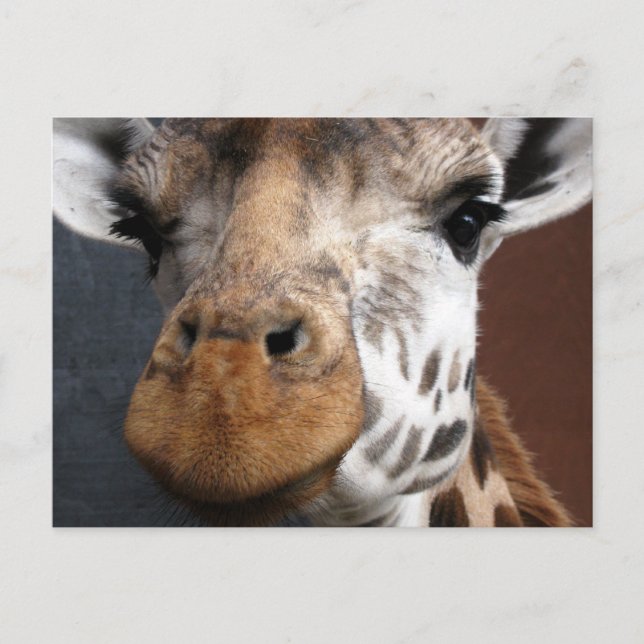 Carte postale Giraffe Cute (Devant)