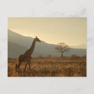 Carte Postale Giraffe dans la Savannah