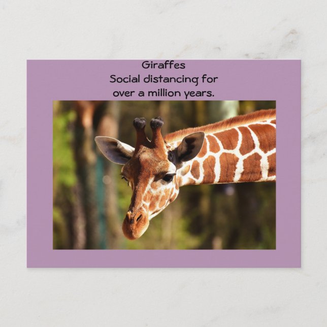 Carte Postale Giraffe Distancing Social Six Pieds par Funnycomb (Devant)