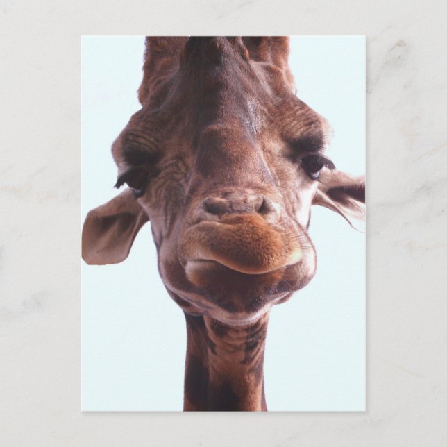 Carte Postale Giraffe Drôle Visage (Devant)