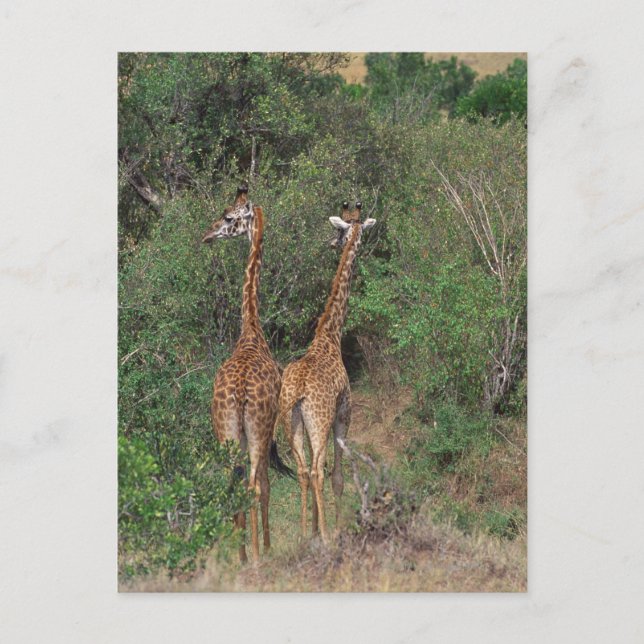 Carte Postale Giraffe du Massaï 3 (Devant)