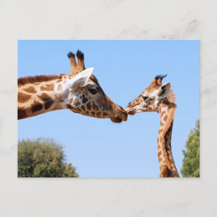 Carte Postale Giraffe et bébé