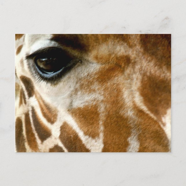 Carte Postale Giraffe Face | Zoo Animaux sauvages Nature Photo (Devant)