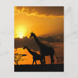 Carte Postale Giraffe Famille 2