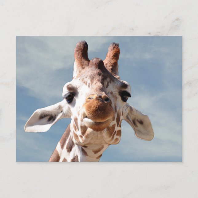 Carte Postale Giraffe Fermer avec ciel bleu (Devant)