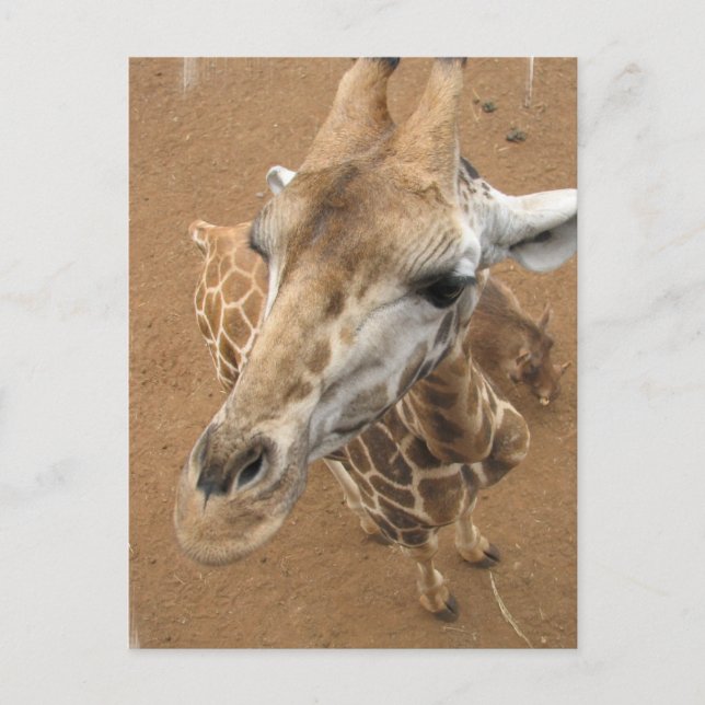 Carte postale Giraffe Gaze (Devant)