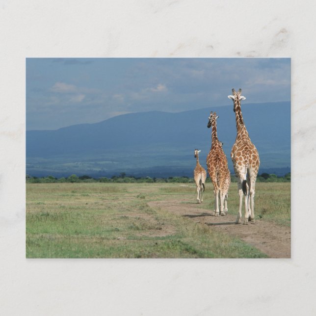 Carte Postale Giraffe (Giraffa camelopardalis) 2 (Devant)