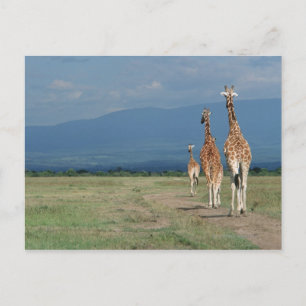 Carte Postale Giraffe (Giraffa camelopardalis) 2