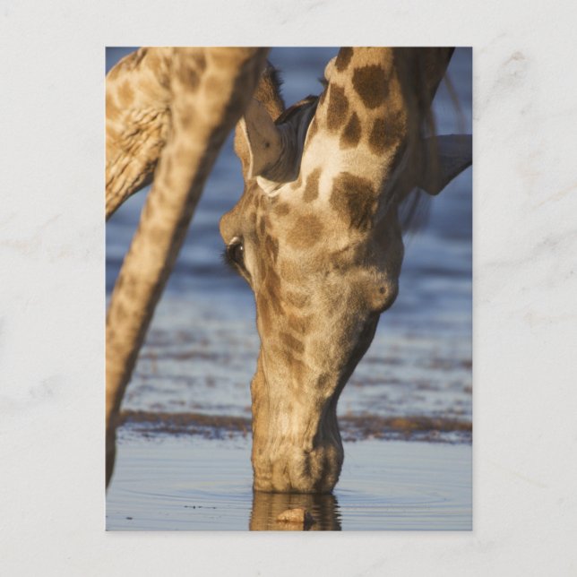Carte Postale Giraffe (Giraffa Camelopardalis) eau potable (Devant)