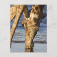 Giraffe (Giraffa Camelopardalis) eau potable