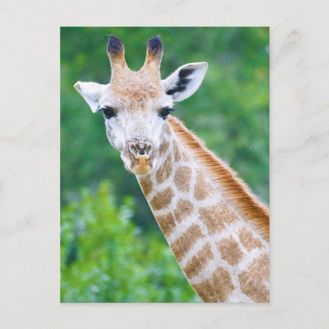 Carte Postale Giraffe Gros plan (Devant)