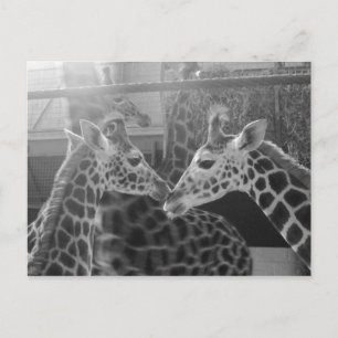 Carte Postale Giraffe Love