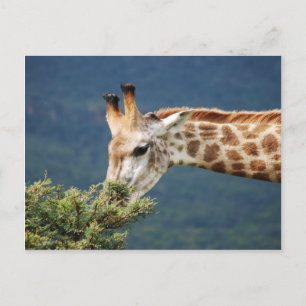 Carte Postale Giraffe mangeant un peu de feuille