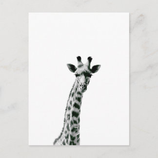 Carte Postale Giraffe noir et blanc