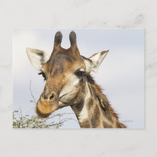 Carte Postale Giraffe, Parc national de Kruger, Afrique du Sud