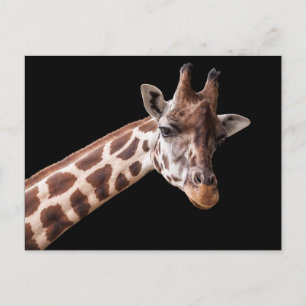 Carte Postale Giraffe Portrait - Postcard